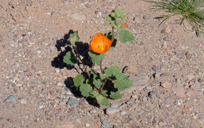 Sphaeralcea coulteri, Coulter's Globemallow